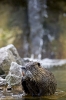 Nutria_001.jpg